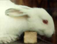 Thumper (New Zealand White Rabbit crossed with Californian Rabbit)