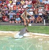 Steve Irwin & Crocodile, Australia Zoo, Queensland