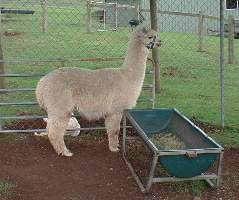 White Alpaca, Lamington National Park
