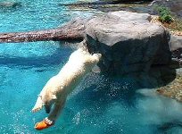 Polr Bear Diving, Seaworld, Surfers Paradise