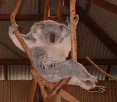 Koala, Wonderland, Sydney