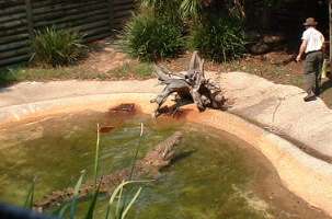 Saltwater Crocodile being fed by mad keeper, Wonderland, Sydney