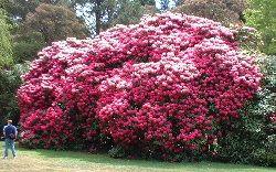 Rhododendron bushes, Sydney