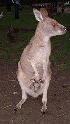 Kangaroo & Joey, Tasmania